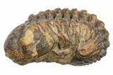 Long Partially Enrolled Morocops Trilobite - Morocco #296605-1